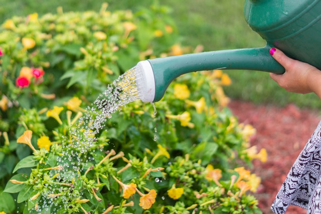 Plant Watering